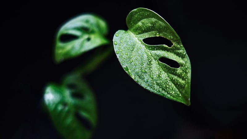 Exotic Flora