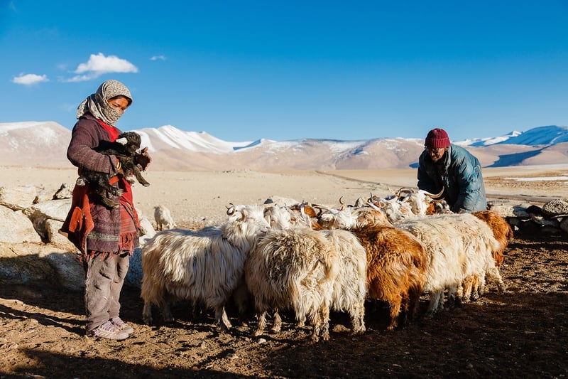 Nomadic Tribes